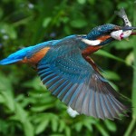 Colourful bird flying with a fish
