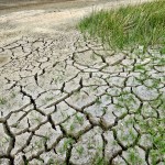 Dry earth and grass
