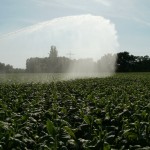 Field being irrigated